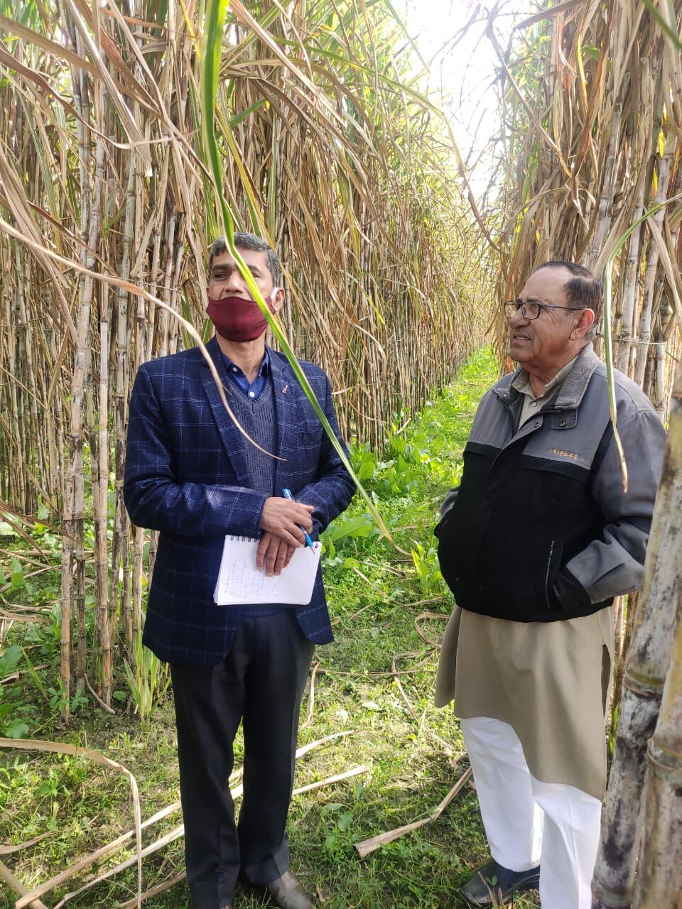 संयुक्त निदेशक ने किया गन्ना-चने की सह फसल का निरीक्षण