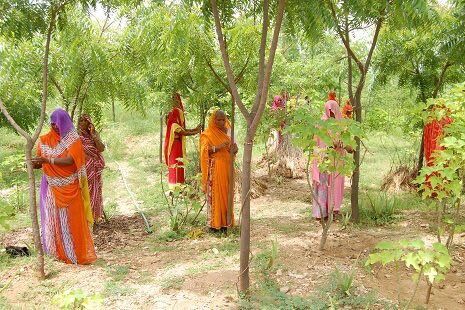 हरियाली से जुड़ीं बेटियां- श्याम सुंदर को मिला पद्मश्री पुरस्कार