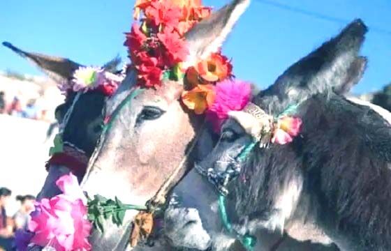 होली पर दामाद हो जाये होशियार- गधे पर बैठकार गांव में घूमाते हैं लोग