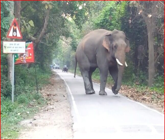 फोटो लेने से खफा हाथियों ने युवकों को सड़क पर दौड़ाया-ऐसे बची जान