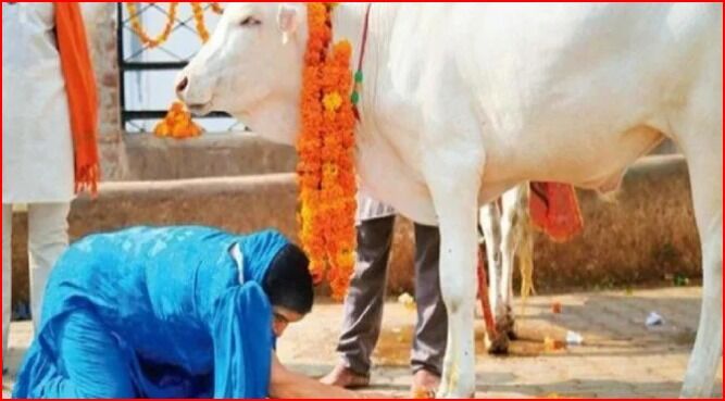 गाय पाल रहे हैं तो बेचे गोबर एवं गोमूत्र-इस भाव खरीदेगी सरकार