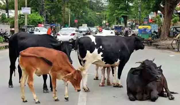 आवारा मवेशी छोड़ने वाले पशुपालकों के खिलाफ होगी सख्त कार्रवाई