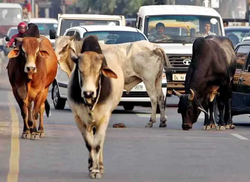 आवारा मवेशी मुक्त शहर बनाने के लिए अधिकारियों की तय होगी जिम्मेदारी