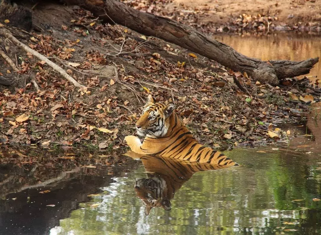 गर्मी से बचने के लिए नदी में स्नान करने घुसे बाघ का फोटो वायरल