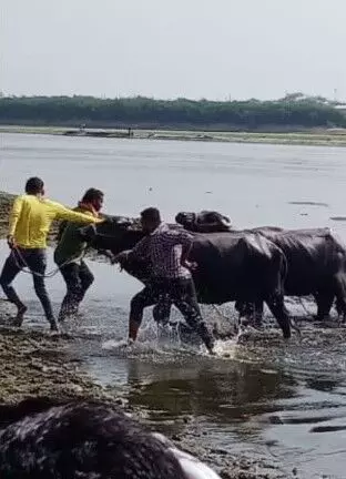 पशु पकड़ने गई नगर निगम की टीम पर हल्लाबोल- पशुपालकों ने किया पथराव