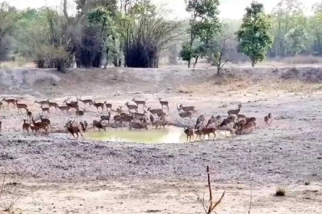 गर्मी में लगी पानी की प्यास बारहसिंघों को ले आई जंगल के बाहर