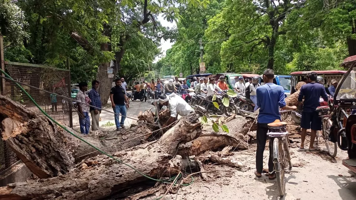 डीएम आवास के पास सड़क पर गिरा विशालकाय पेड़- रोड हुई जाम