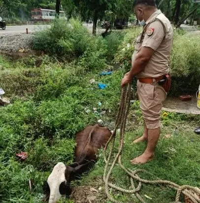 गाय को बचाने के लिए वर्दी पहने दरोगा ने लगाई नाले में छलांग