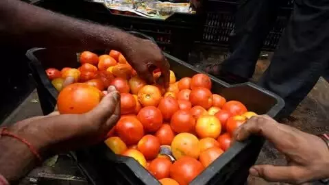 बोलेरों के साथ टमाटर भी लूट ने गये बदमाश- लाखों की कीमत होना..