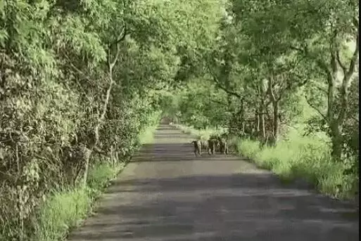 सड़क पर टाइगरों का दंगल- लडाई में दोनों की दहाड़ सुन दहशत से कांपें...