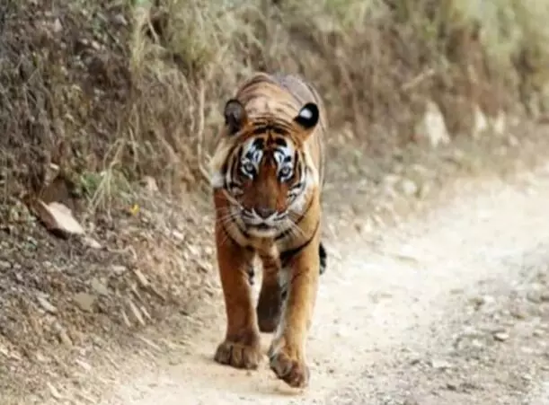 चारा लेने गए मजदूर पर बाघ का हमला- ग्रामीणों को आता देख मजदूर को...