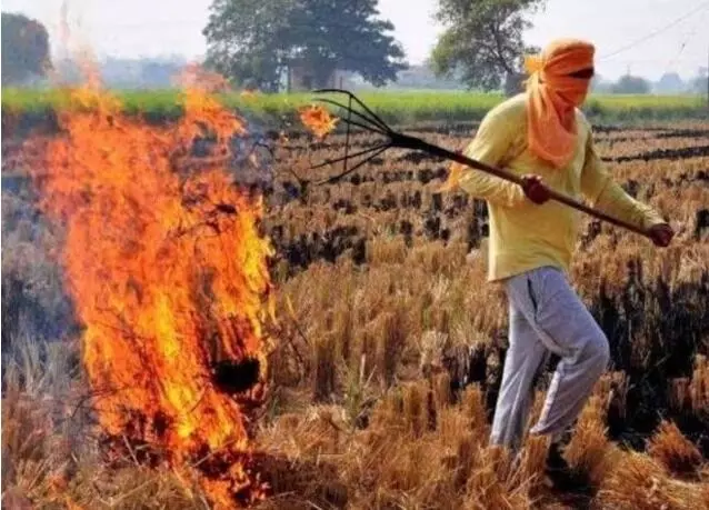 ताबड़तोड़ एक्शन- धड़ाधड़ मुकदमें- पराली जलाने पर 14 किसान अरेस्ट