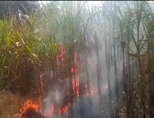 तार से गिरी चिंगारी ने गन्ने के खेत को जलाकर कर दिया खाक